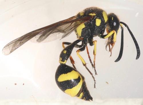 Eumenes sp.